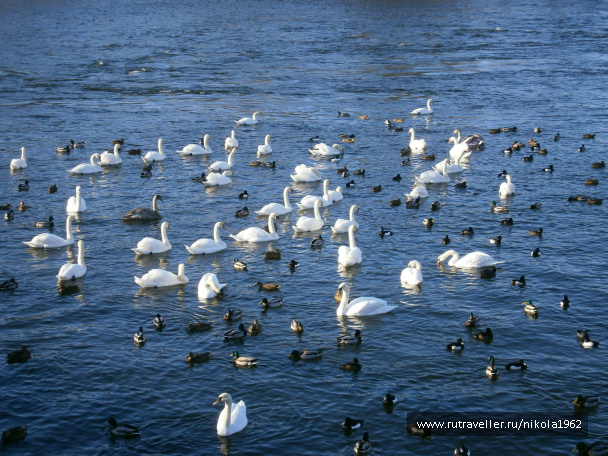 photo 292302