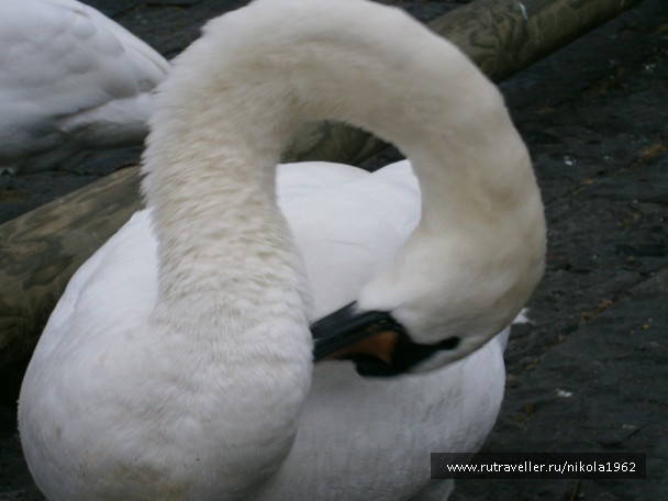 photo 562595