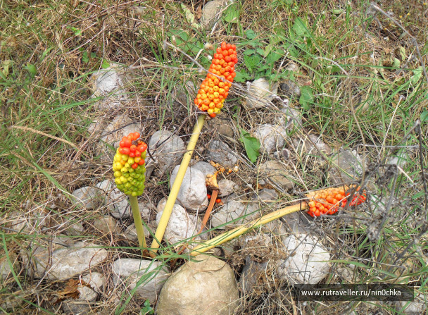 photo 207512