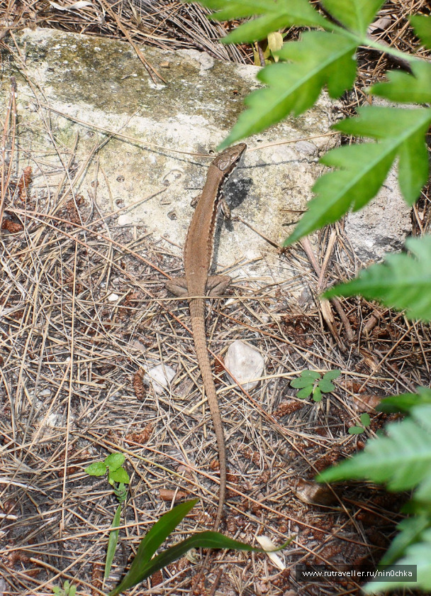 photo 207515