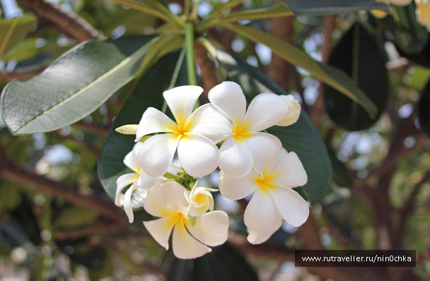 photo 268258