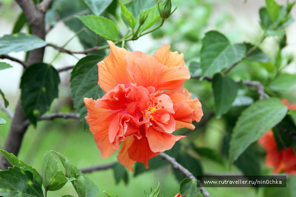 photo 277714