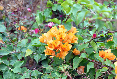 photo 430045