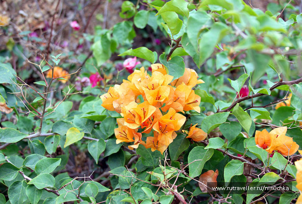 photo 430045