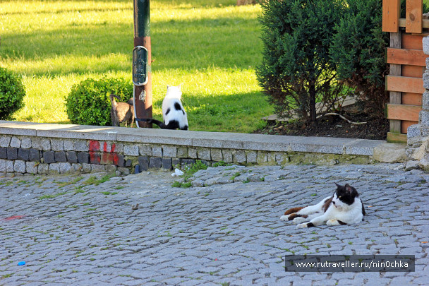photo 362002