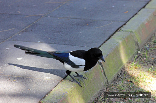 photo 363176