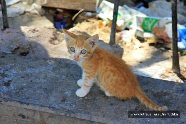 photo 793777