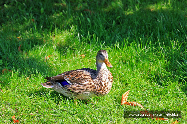 photo 1370656