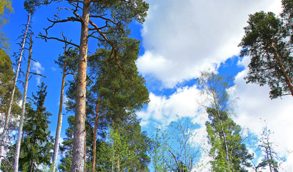 IMG_7008_Panorama