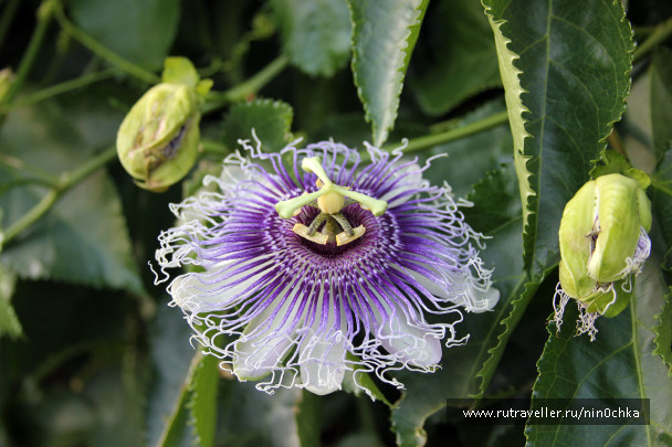 photo 1548161