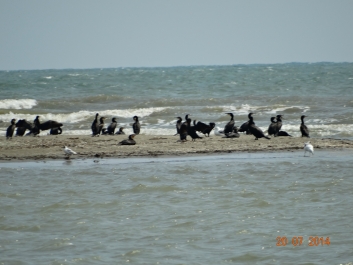 photo 900009