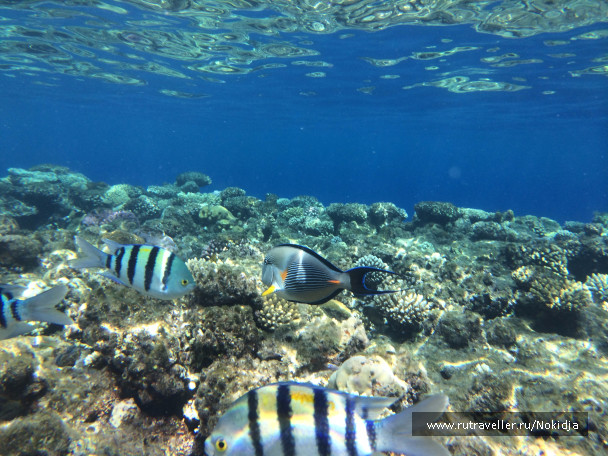 photo 1037598