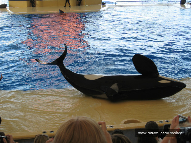 photo 223543