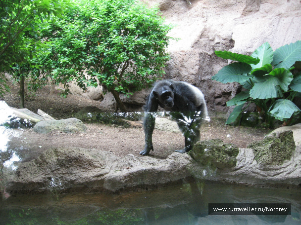 photo 223545