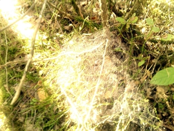 photo 873597
