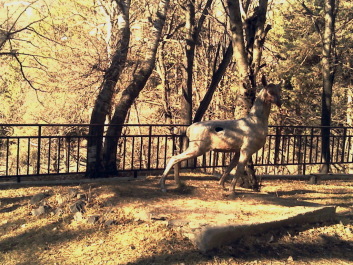 photo 1711367