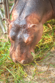 photo 300479