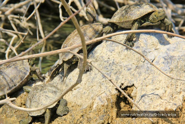 photo 365102