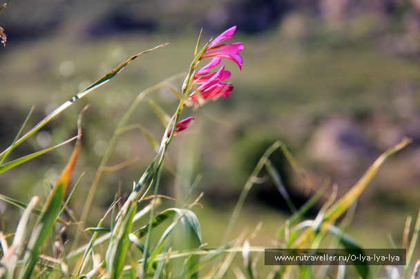 photo 365115