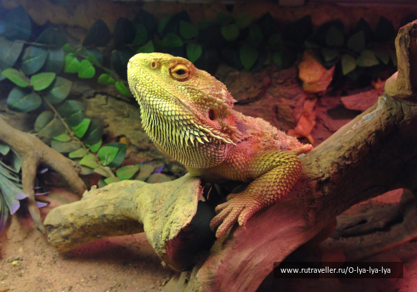 photo 1161937