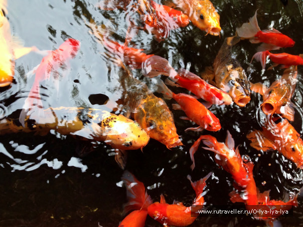 photo 1274697