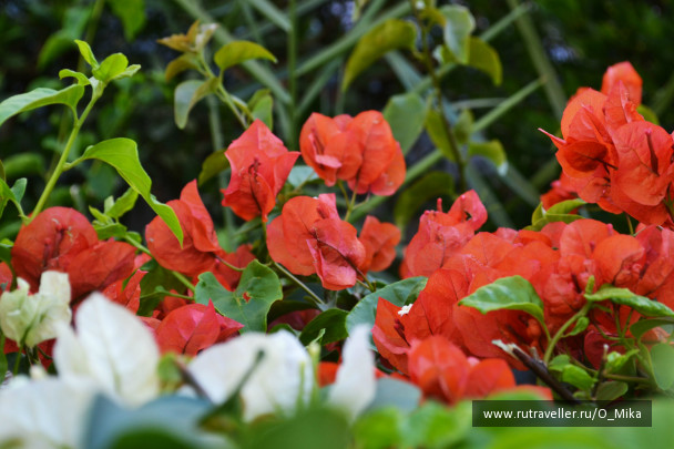 photo 291716