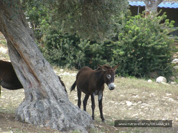photo 748715