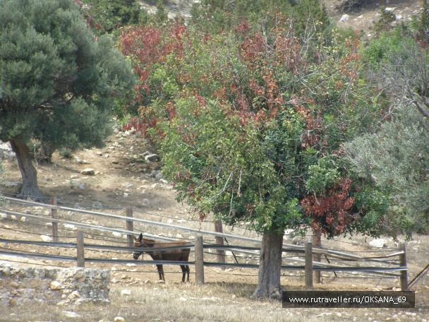 photo 748716