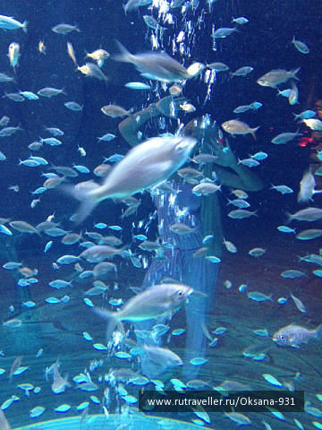 photo 510595