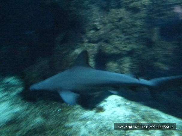 photo 918390