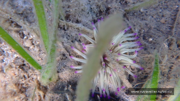 photo 1249779