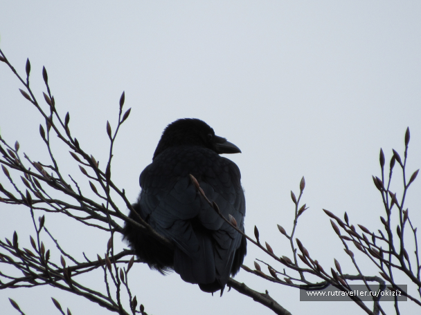 photo 1249765