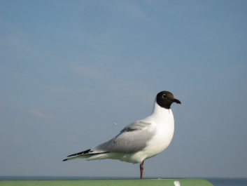 photo 1331849