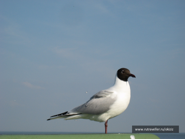 photo 1331849