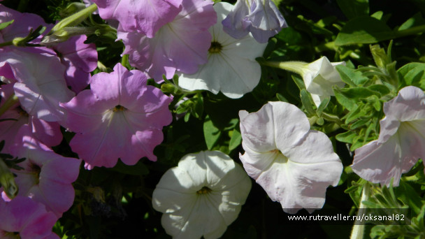 photo 84187
