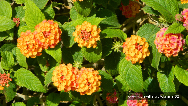 photo 84422