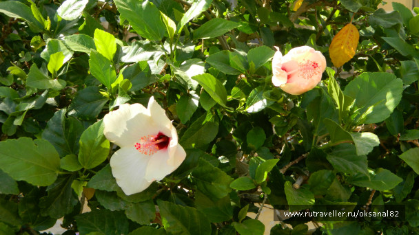 photo 84425