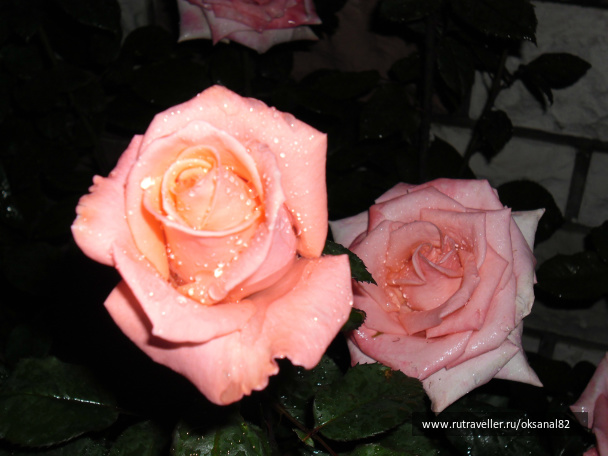 photo 73529
