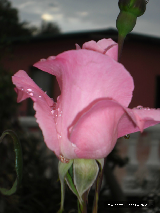 photo 73530