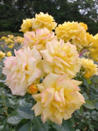 photo 2153427