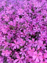 photo 2152804