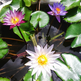 photo 789029