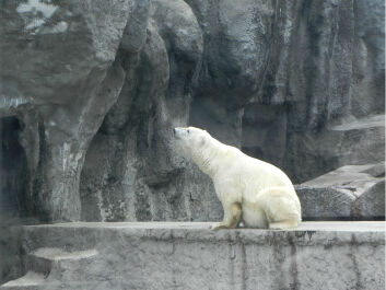 photo 1445646