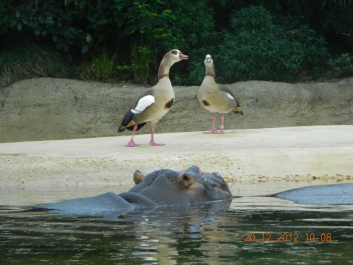 photo 1577181