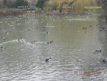 photo 1797017