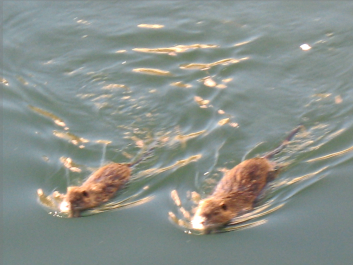 photo 1369751