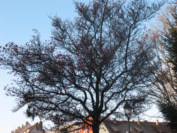 photo 1416861