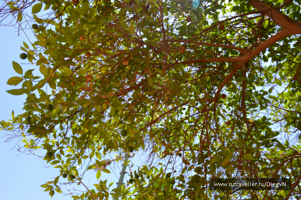 photo 1008588