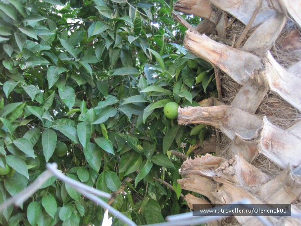 photo 834168
