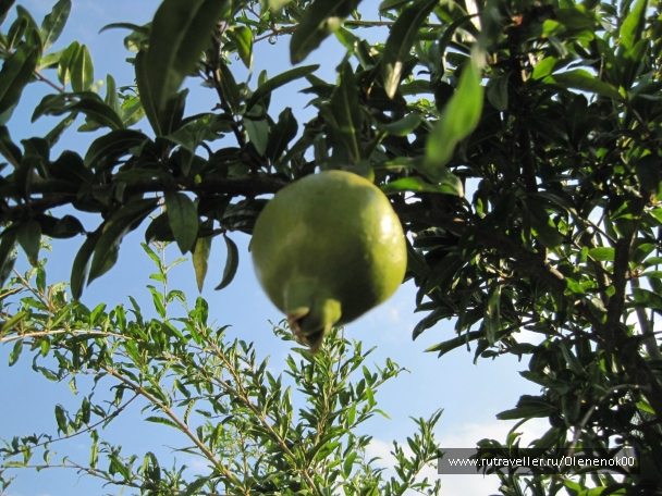 photo 834174